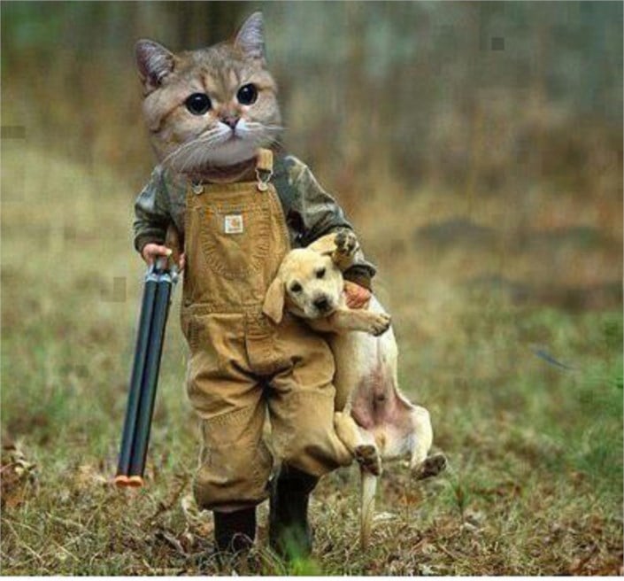 Komik Kedi Fotoğrafları Manzara Resimleri