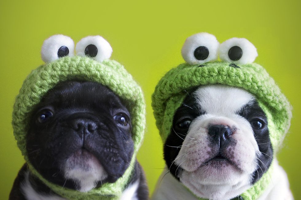 Komik Köpek Fotoğrafları Manzara Resimleri