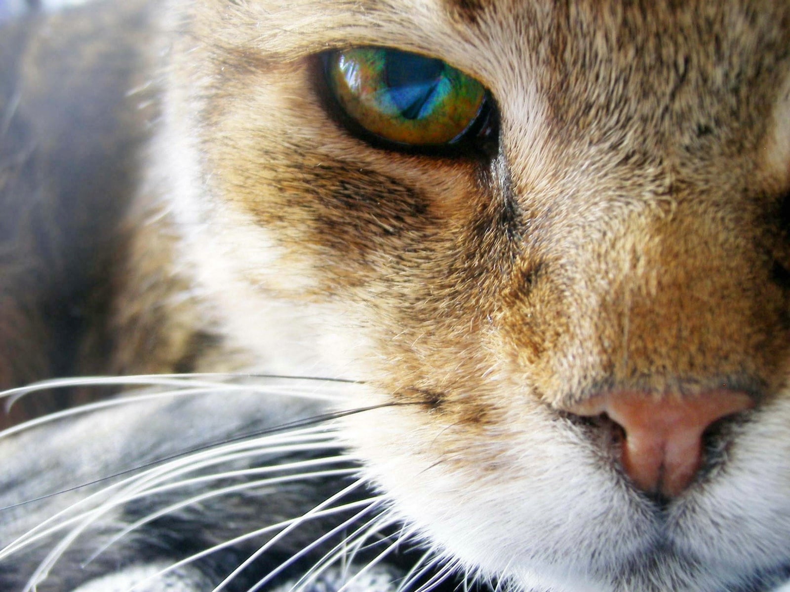 Kedi Gözü Manzara Resimleri