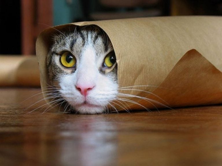 Komik Kedi Fotoğrafları Manzara Resimleri