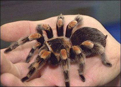 http://www.manzara.gen.tr/w1/Tarantula-Resimleri1.jpg