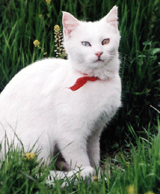 Van kedisi Manzara Resimleri