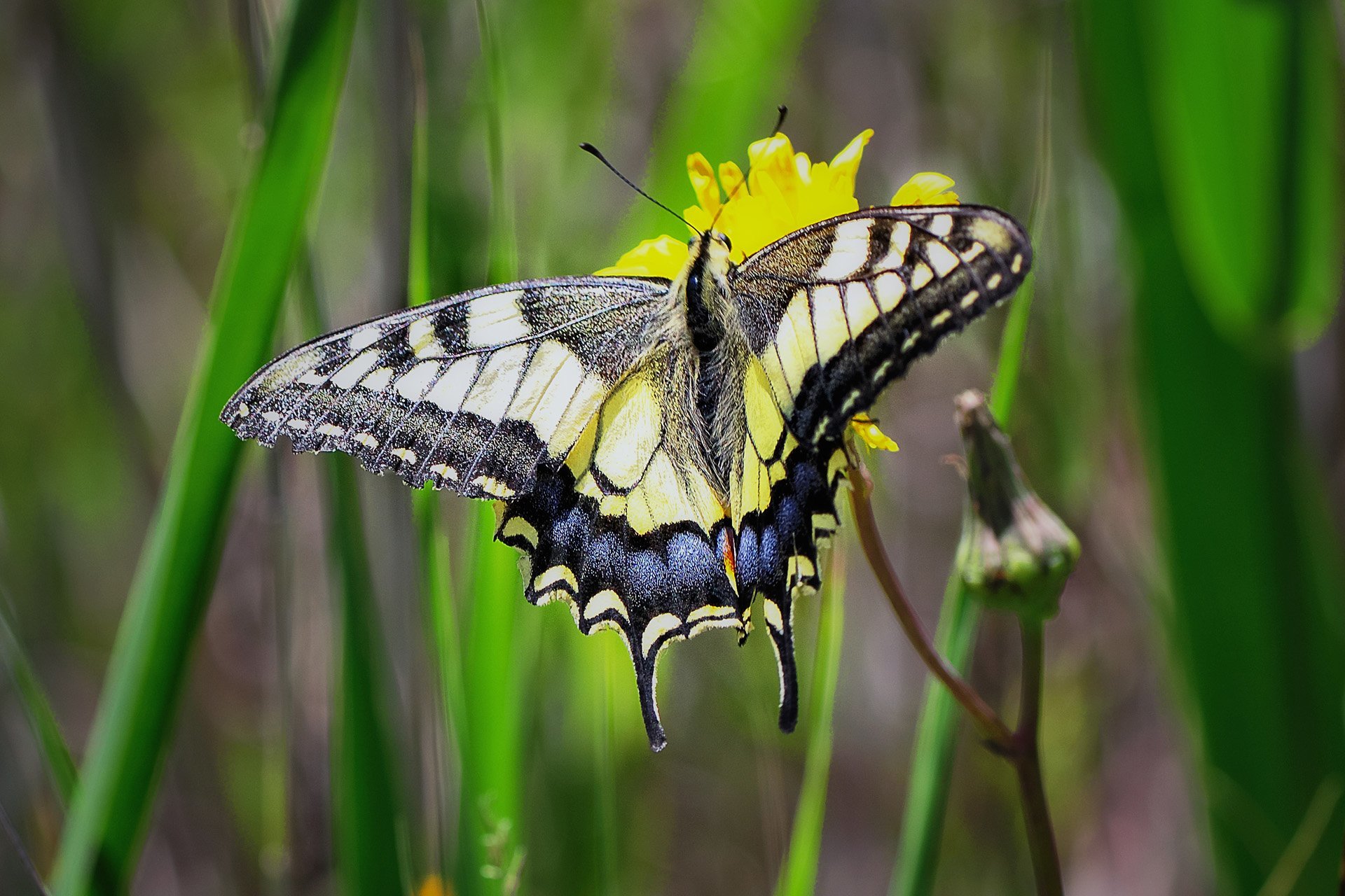 sarı siyah kelebek Manzara Resimleri